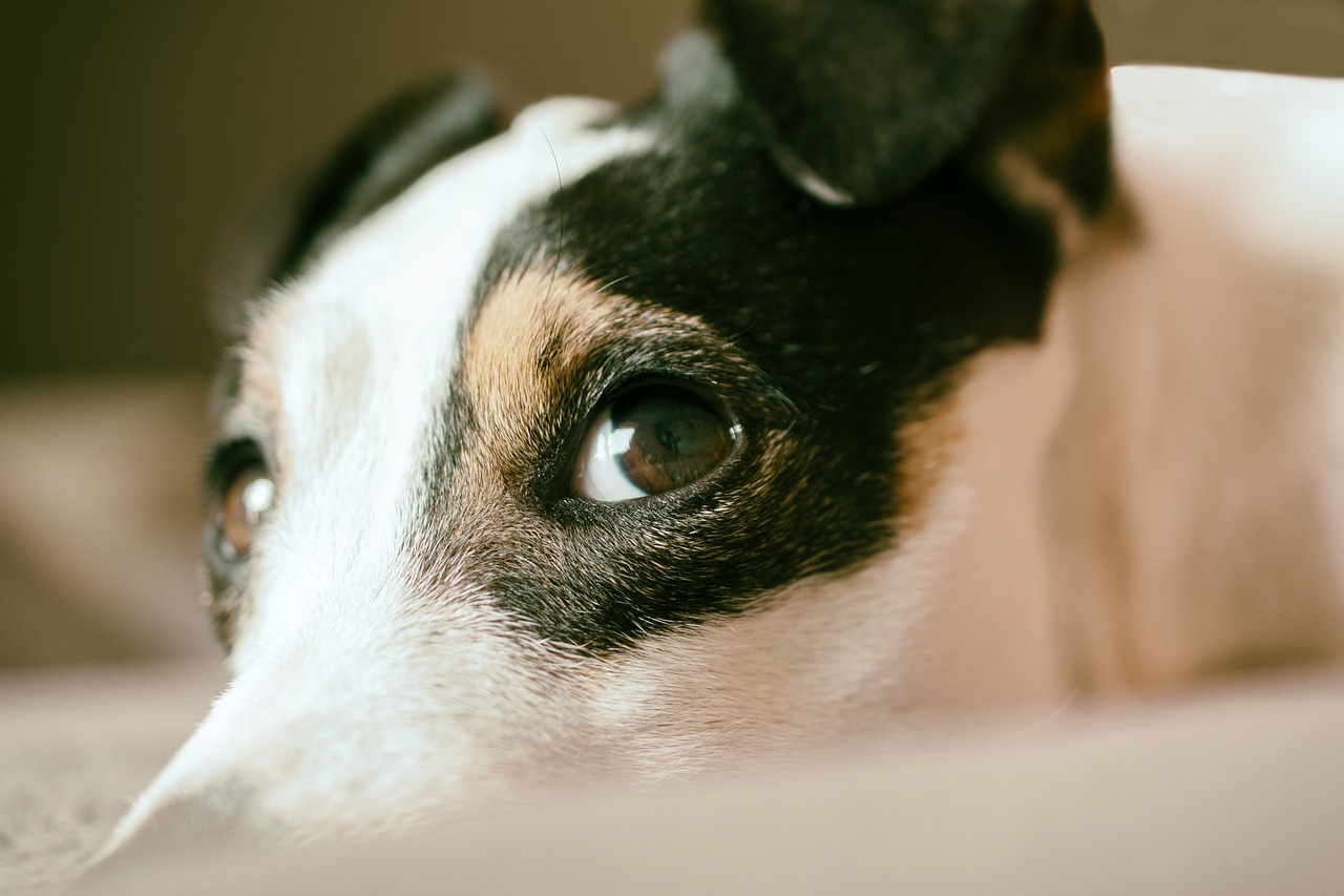 Exploring the Affectionate Nature of the Wire Fox Terrier